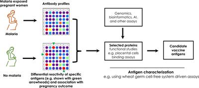 Towards identification and development of alternative vaccines against pregnancy-associated malaria based on naturally acquired immunity